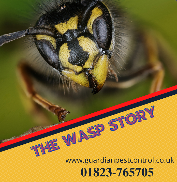 Guardianpest Wasp Control
